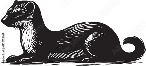 Detailed black and white woodcut illustration of a stoat or ermine with a long body and bushy tail sitting alertly