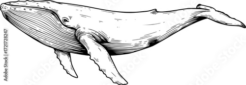 Line drawing of a majestic humpback whale with intricate details. Vector illustration