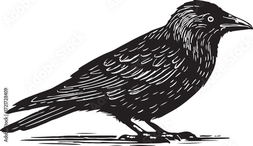 Detailed black and white woodcut illustration of a crow standing on a white background with subtle ground lines