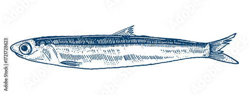 A hand-drawn illustration of an anchovy, showcasing its slender body, prominent eye, and detailed fins, rendered with blue and silver tones against a white background. Hand drawn engraving style.