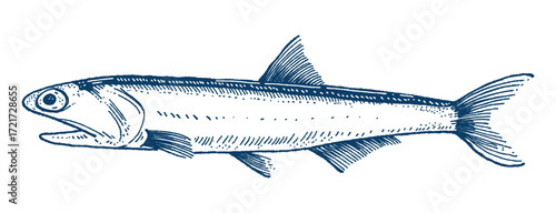 A detailed illustration of an anchovy, showcasing its slender body, prominent eye, and distinctive fins, rendered with a classic scientific drawing style. Hand drawn engraving style vector.