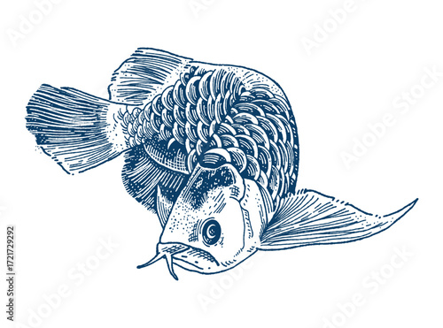 An intricate blue ink sketch of an Arowana fish, showcasing its distinctive scales, fins, and barbels with fine line work. Hand drawn engraving style vector.