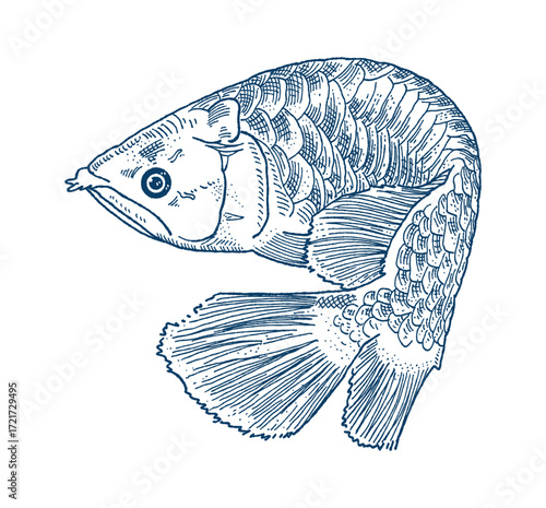 An intricate blue ink sketch of an Arowana fish, showcasing its scales, fins, and distinctive head shape with fine line work. Hand drawn engraving style vector.