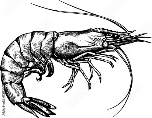 Detailed black and white ink drawing of a shrimp sketch concept art. Vector illustration