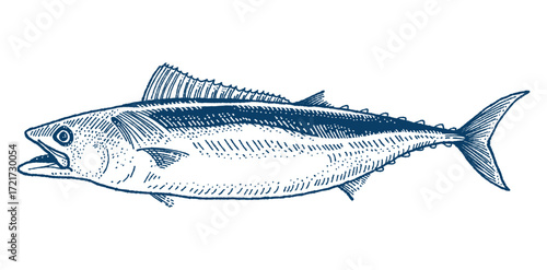 Detailed hand-drawn illustration of a tuna fish, showcasing its sleek body, fins, and open mouth, rendered in shades of blue and white with fine line work. Hand drawn engraving style vector.
