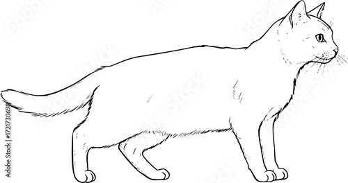 Realistic black and white sketch of a cat