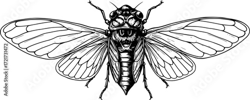 cicada insect ans isolated wings, hand drawn on white background