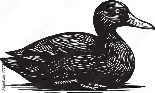 Detailed black and white woodcut illustration of a mallard duck resting on water with a textured artistic style