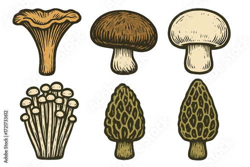 Assortment of various edible mushrooms including chanterelle, morel, enoki, and button fungi types for cooking