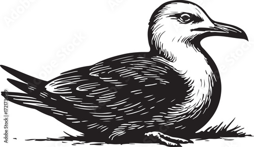 Detailed black and white etching illustration of a seabird with a long beak sitting on the ground with grass