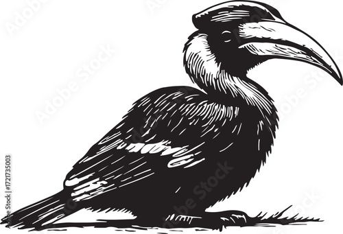 Detailed black and white ink sketch of a hornbill bird with a large casque perched on a grassy surface against a white background
