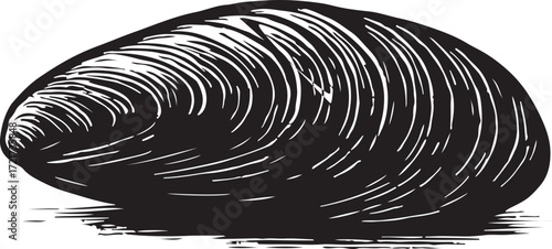 Detailed black and white illustration of a single clam shell with prominent concentric growth rings on a white background