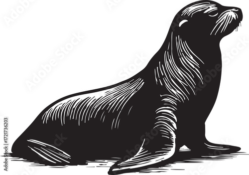 Detailed black and white ink sketch illustration of a sea lion resting on its flippers against a white background