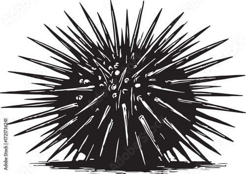 Detailed black and white illustration of a spiky sea urchin with sharp spines radiating outwards against a white background