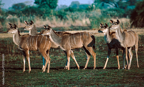 Photography kudu in the savannah