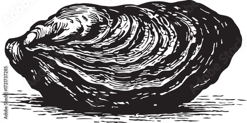 Detailed black and white etching illustration of a single rough textured oyster shell with prominent concentric growth rings on a white background