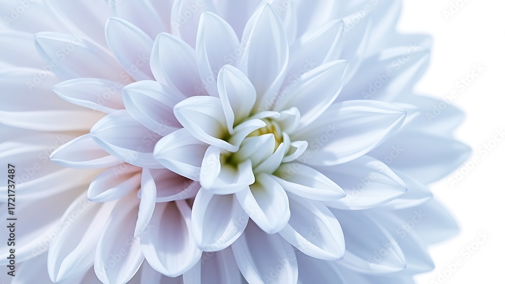Fototapeta premium Close-up of a light blue dahlia on white, highlighting delicate petals with ample copy space.