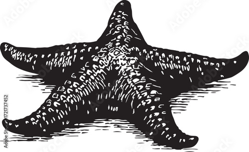 Detailed black and white woodcut illustration of a five pointed starfish or sea star on a textured surface