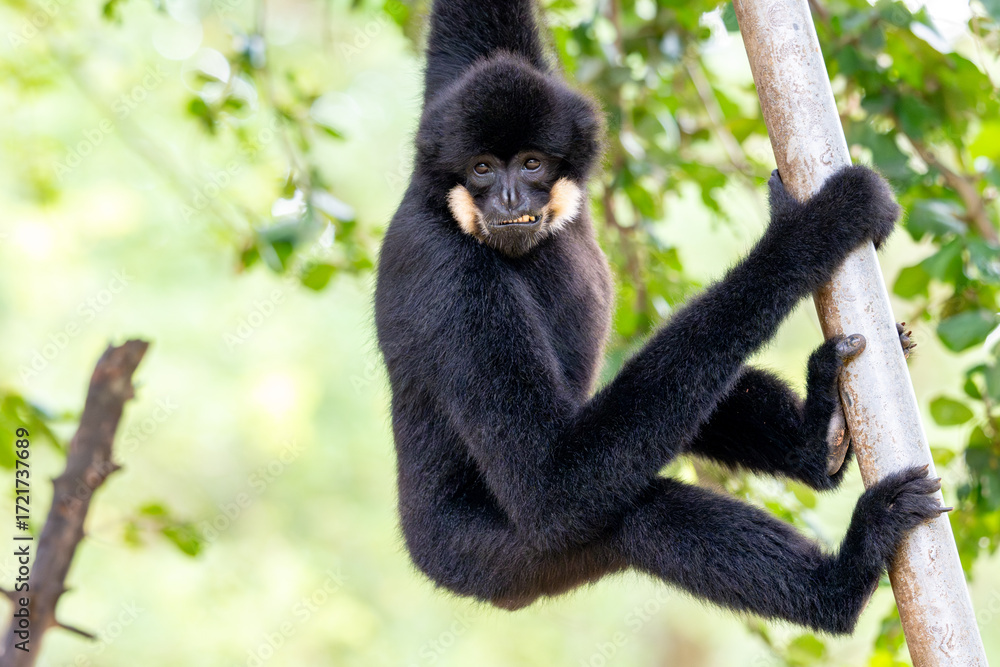 Naklejka premium gibbon closeup portrait