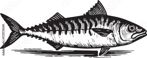 Detailed black and white illustration of a single mackerel fish with distinct stripes swimming in water