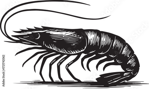 Detailed black and white woodcut illustration of a single shrimp with long antennae and segmented body on a white background