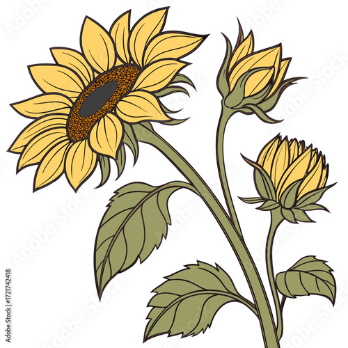 Illustration of a sunflower with open bloom and two buds on a white background vector style image