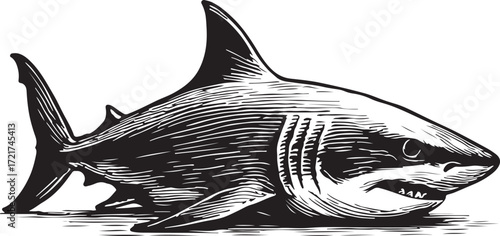 Detailed engraving style illustration of a fierce great white shark with sharp teeth and intense gaze