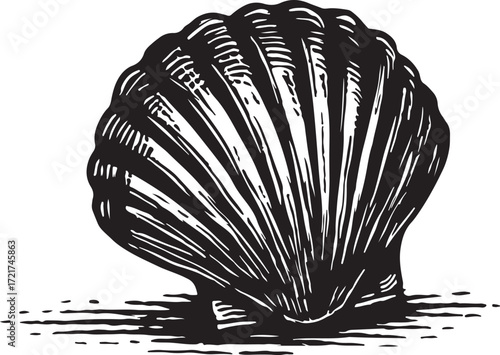 Detailed black and white illustration of a single scallop seashell with radiating ribs casting a subtle shadow on a textured surface