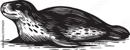 Vintage illustration of a spotted seal resting on its belly with its head raised and looking forward in a detailed black and white etching style