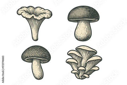 Botanical collection of various wild edible mushrooms in classic vintage engraved style for culinary and nature designs