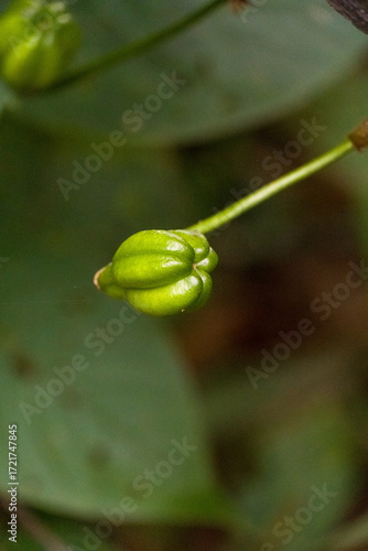 Wallpaper Mural A flower bud of plants. It is a plant that grows naturally in East Asia, including Korea. Torontodigital.ca