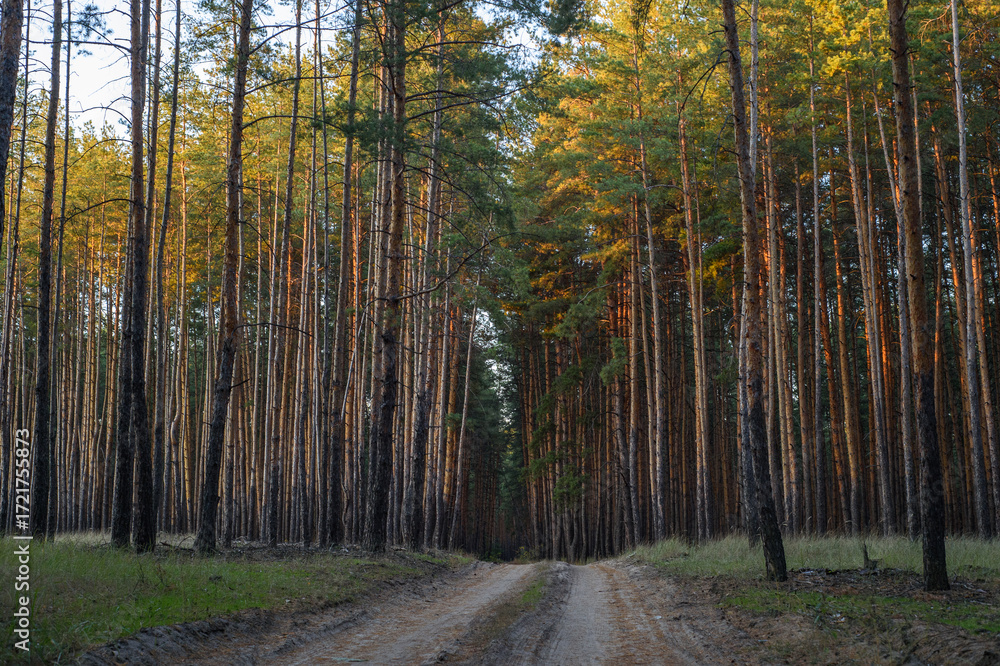 Obraz premium Pine forest in eastern Ukraine before the war