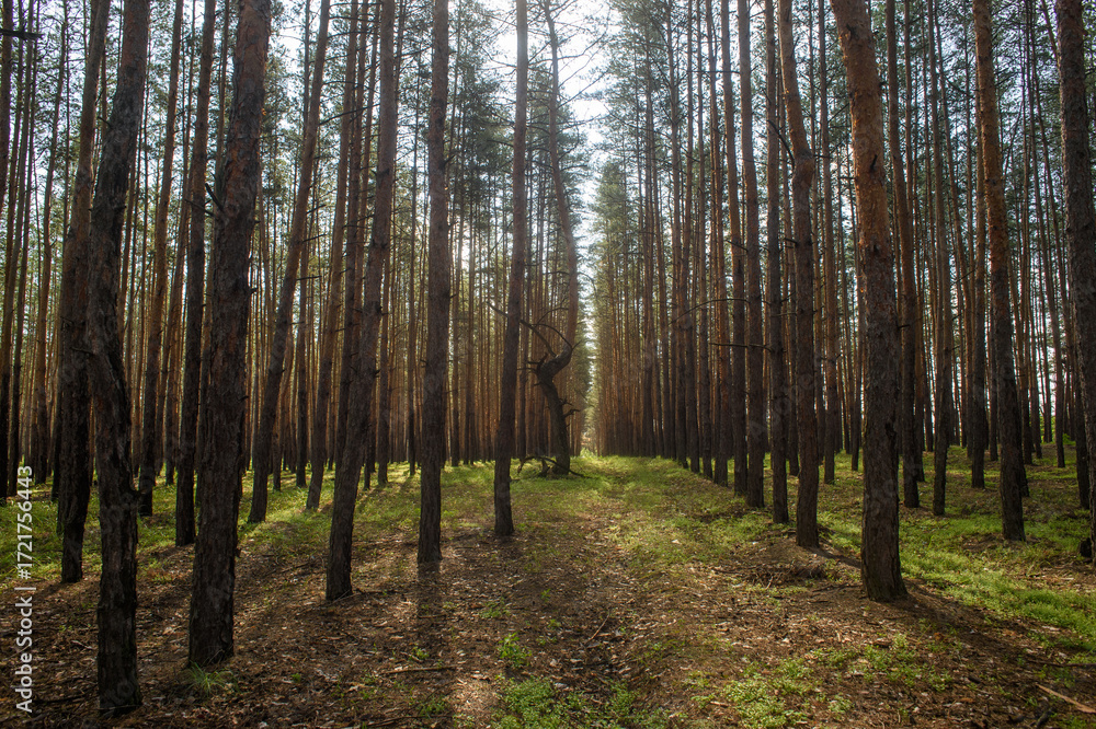 Fototapeta premium Dense pine forest in eastern Ukraine before the war