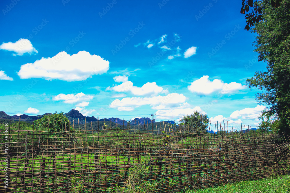 Obraz premium vineyard in laos