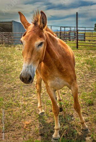 A mule in a pen in Ingomar, Montana.