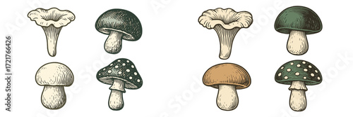 Diverse variety of mushrooms depicted in detailed illustrations showcasing distinct shapes and colors