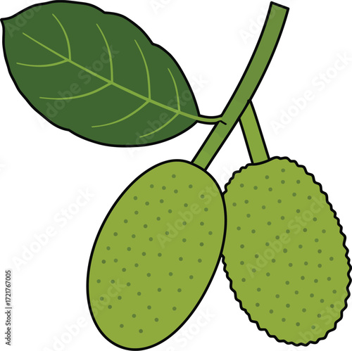 Ripe green fruit on branch vector illustration scalable eps format for design