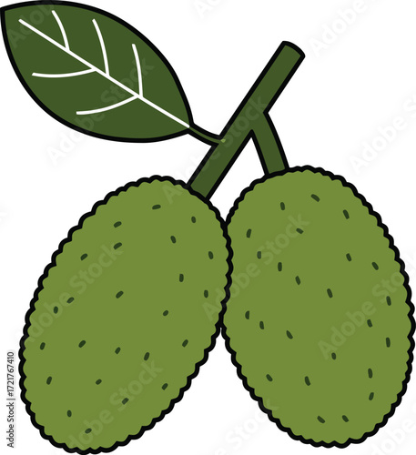 Green fruit with leaves vector illustration scalable graphic for download