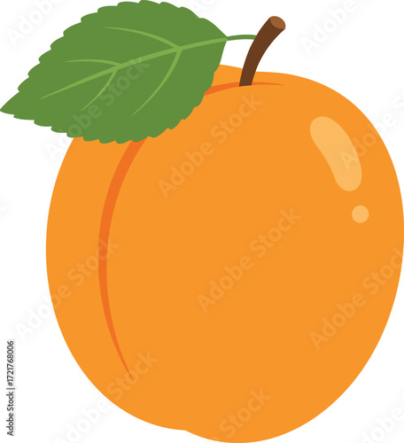 Ripe apricot fruit with green leaf vector illustration for healthy food and summer graphics