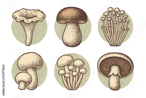 Various types of mushrooms illustrated in detailed sketches arranged neatly on a soft green background