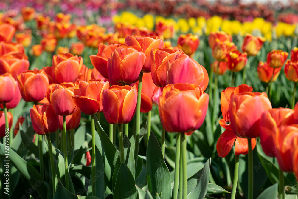 Fototapeta premium red and yellow tulips
