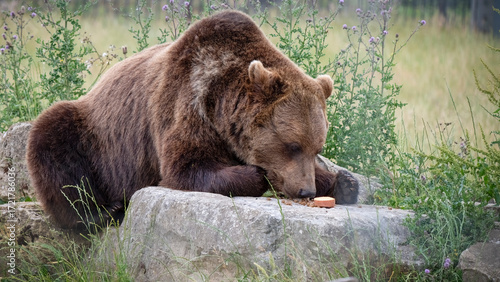 Large Brown Bear Feeding on a Rock