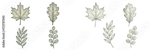 Variety of detailed leaf illustrations showcasing different shapes and textures arranged symmetrically for aesthetic balance