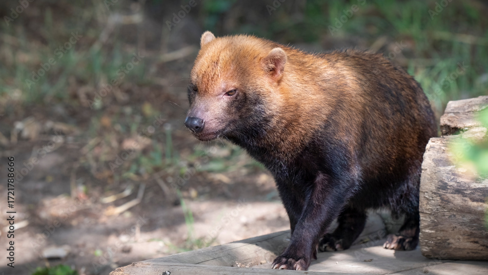 Naklejka premium Close up of a Bush Dog