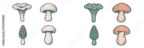 Variety of edible mushrooms illustrated showing different types and shapes in a simple design