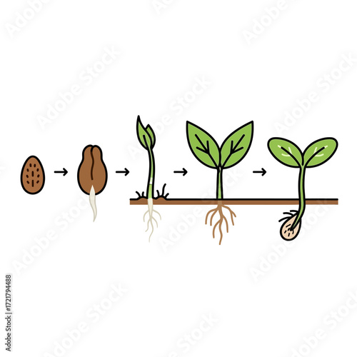 Seed Germination From Seed to Sapling - A Visual Guide