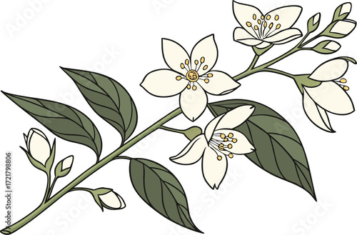 Realistic jasmine branch with tiny white flowers vector illustration scalable eps graphic