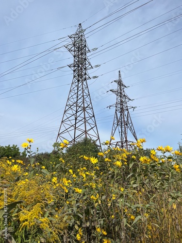 A tall electricity transmission tower covered with climbing green vines