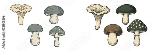 Various types of mushrooms displayed in a detailed illustration highlighting unique shapes and colors