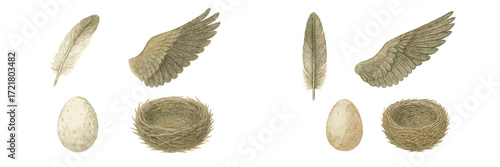 Detailed illustration of feathers, wings, eggs, and nests depicting avian characteristics in nature study